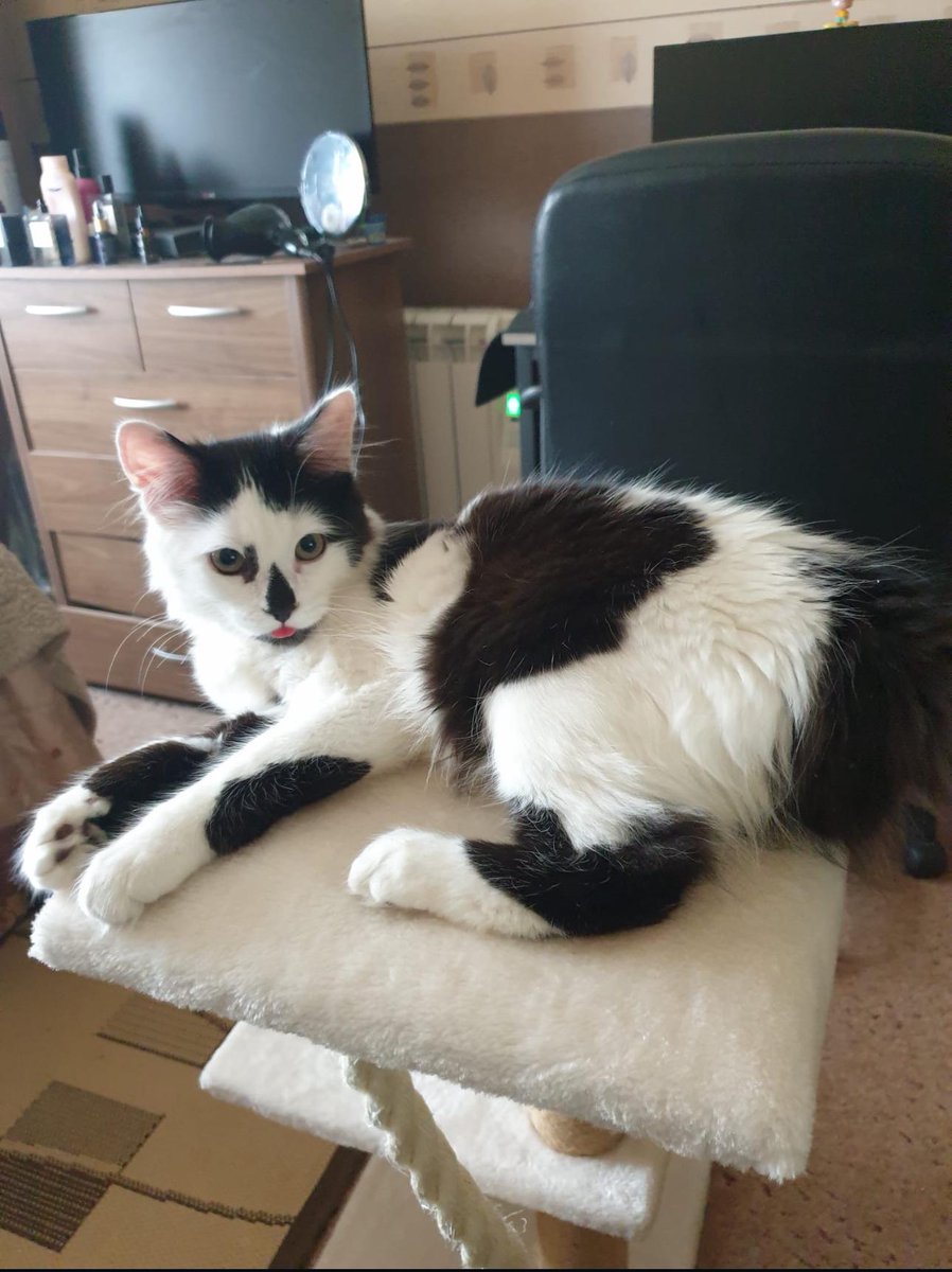 1stop_cats's tweet photo. Panda knows he’s handsome https://t.co/bDTXRUSLNI