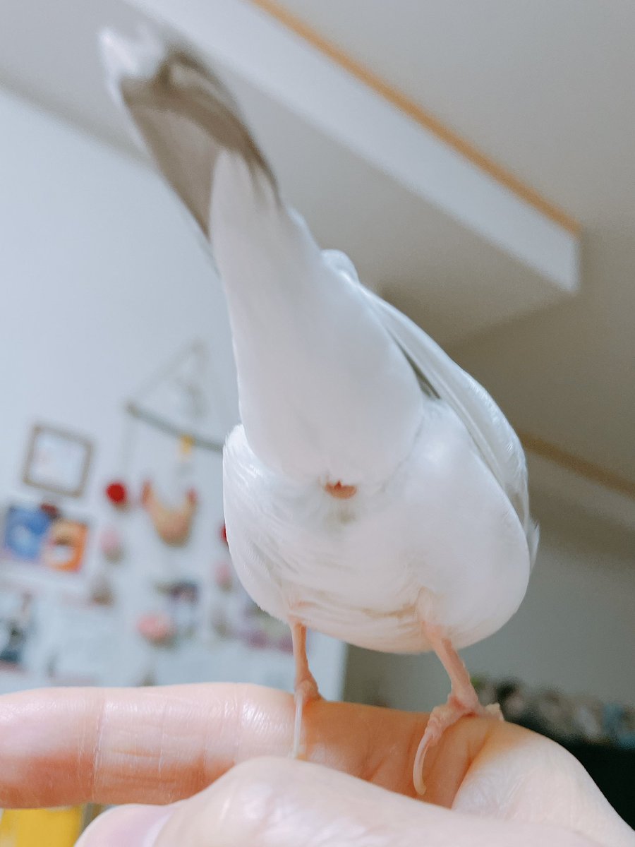 おまけ🎵

あっ🤭🤭

#buncho