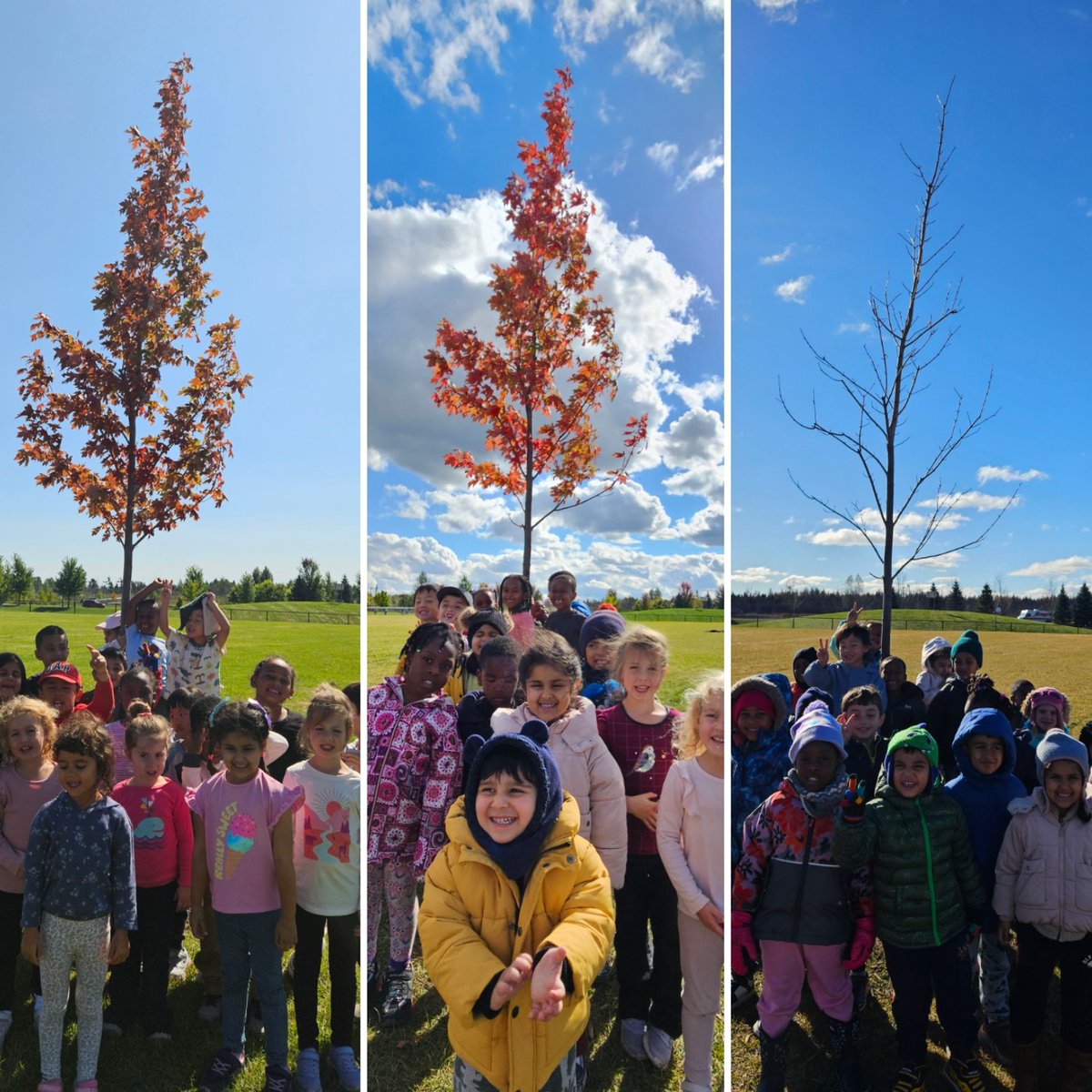 mmevanneste's tweet image. We have been observing the changes in our class tree during Outdoor Learning each month.  @StVeronicaOCSB @ocsbEco @takemeoutside #OutdoorLearning