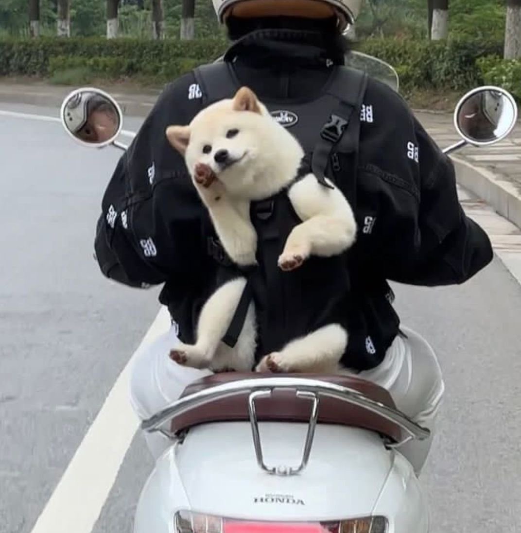 💖 (@twaniimals) on Twitter photo 