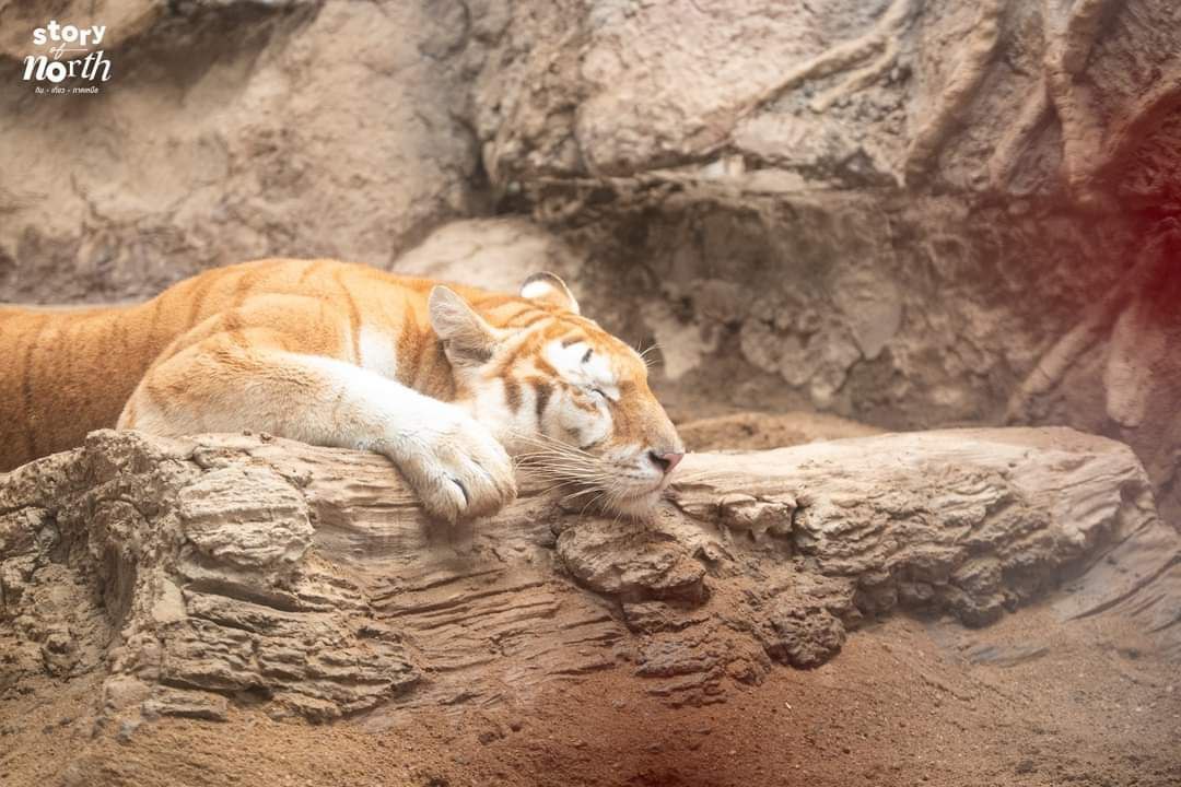 Good morning, everyone! 🌞🐯

Hope you’re all awake and ready to start the day—but give Ava 10 more minutes, please! 💤😴✨

#GoodMorning #AvaTheGoldenTiger #MorningMood
$AVA $SOL #SOL #AVA #GOLDENTIGER  💕 #ChiangMaiNightSafari #ChubbyCatVibes 📷