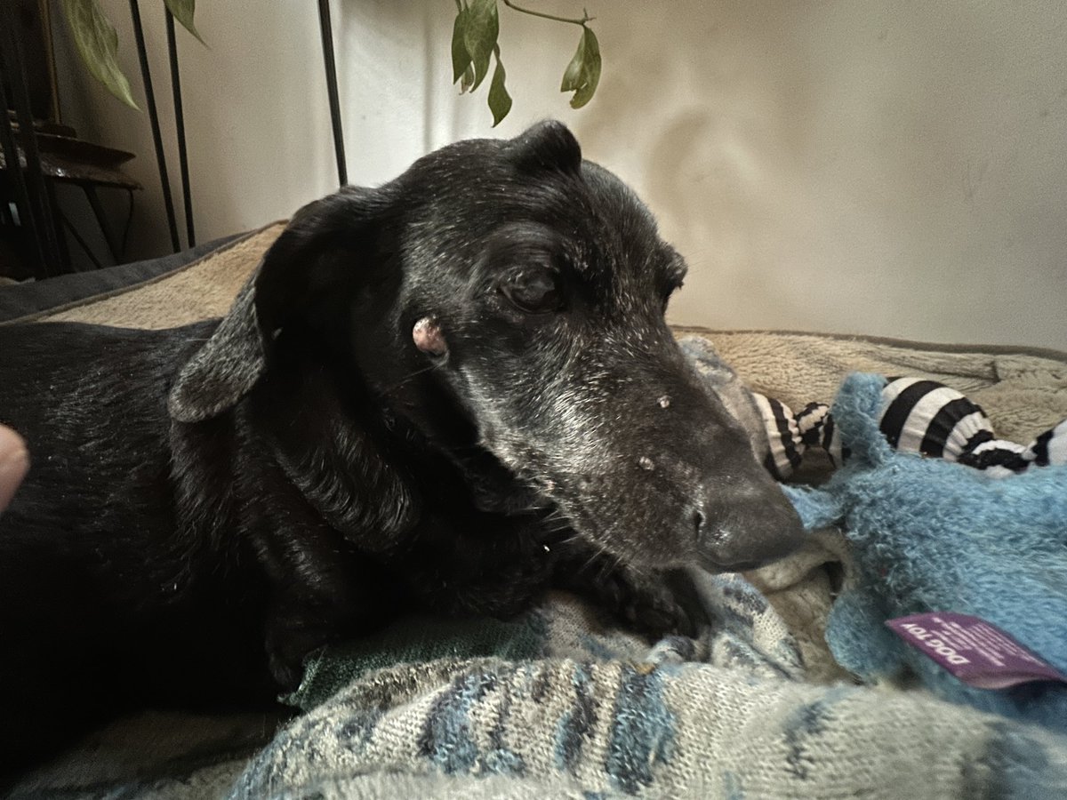 Good bye buddy. You will be missed.  Sleep well mymy.   Mayer 2008-2024 💔