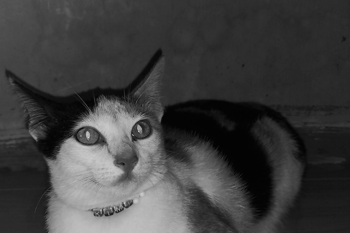 bubuhelloo's tweet image. Istirahat yg tenang sayangku kimiku cintaku jantung hatiku🤍🕊😭