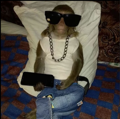 AEwing81274's tweet photo. $BABYMONKEY will send https://t.co/it8fXfNRud