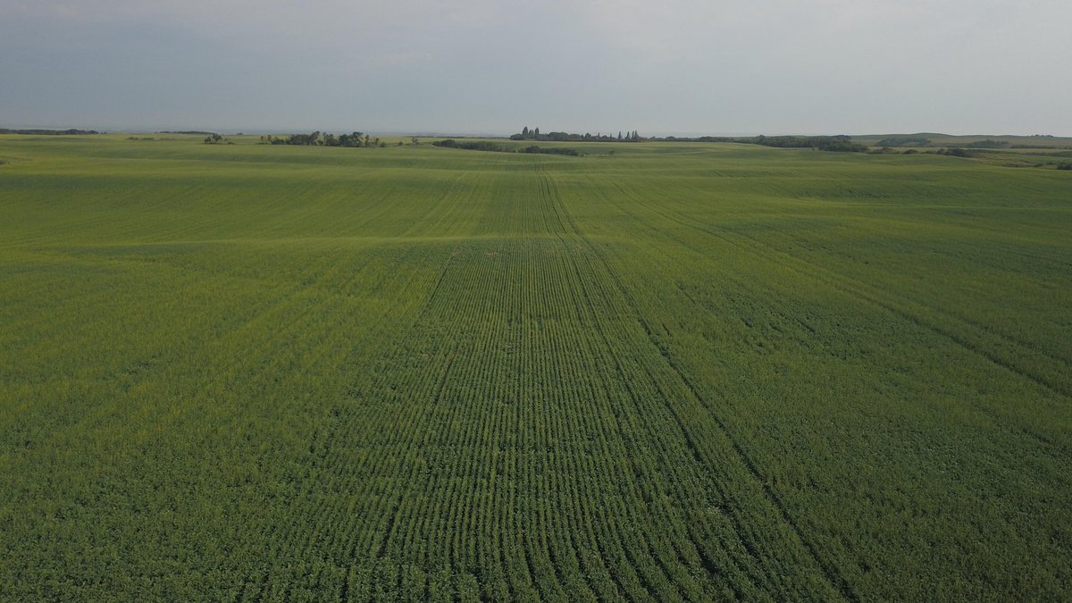 NWsaskThomas's tweet image. Placement matters #seedmaster