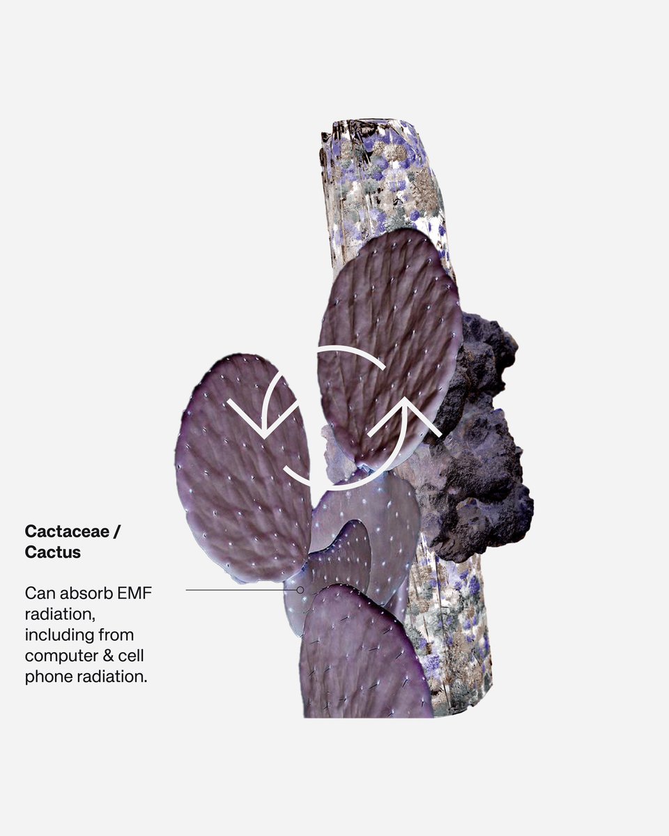 himassaspace's tweet photo. Familiar plants that surprisingly have benefits when kept in your workspace, surrounded by appliances &amp; devices.

Source : https://t.co/W3tMvAfJHy https://t.co/mtVuCY73Ul
#MassaSpace #GraphicDesign #DesignStudio #IndoorPlant https://t.co/9YLHQ72cyv