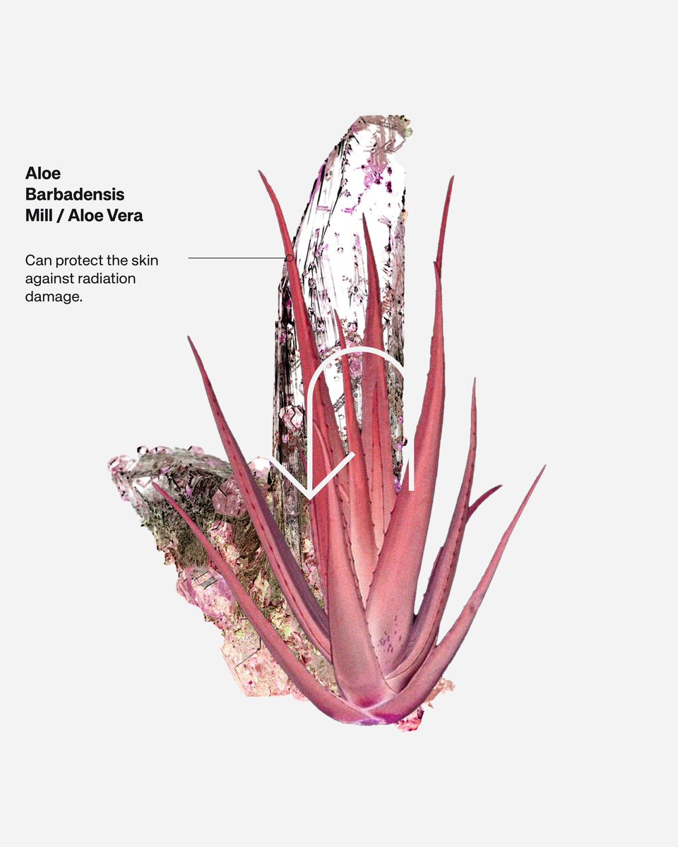 himassaspace's tweet photo. Familiar plants that surprisingly have benefits when kept in your workspace, surrounded by appliances &amp; devices.

Source : https://t.co/W3tMvAfJHy https://t.co/mtVuCY73Ul
#MassaSpace #GraphicDesign #DesignStudio #IndoorPlant https://t.co/9YLHQ72cyv