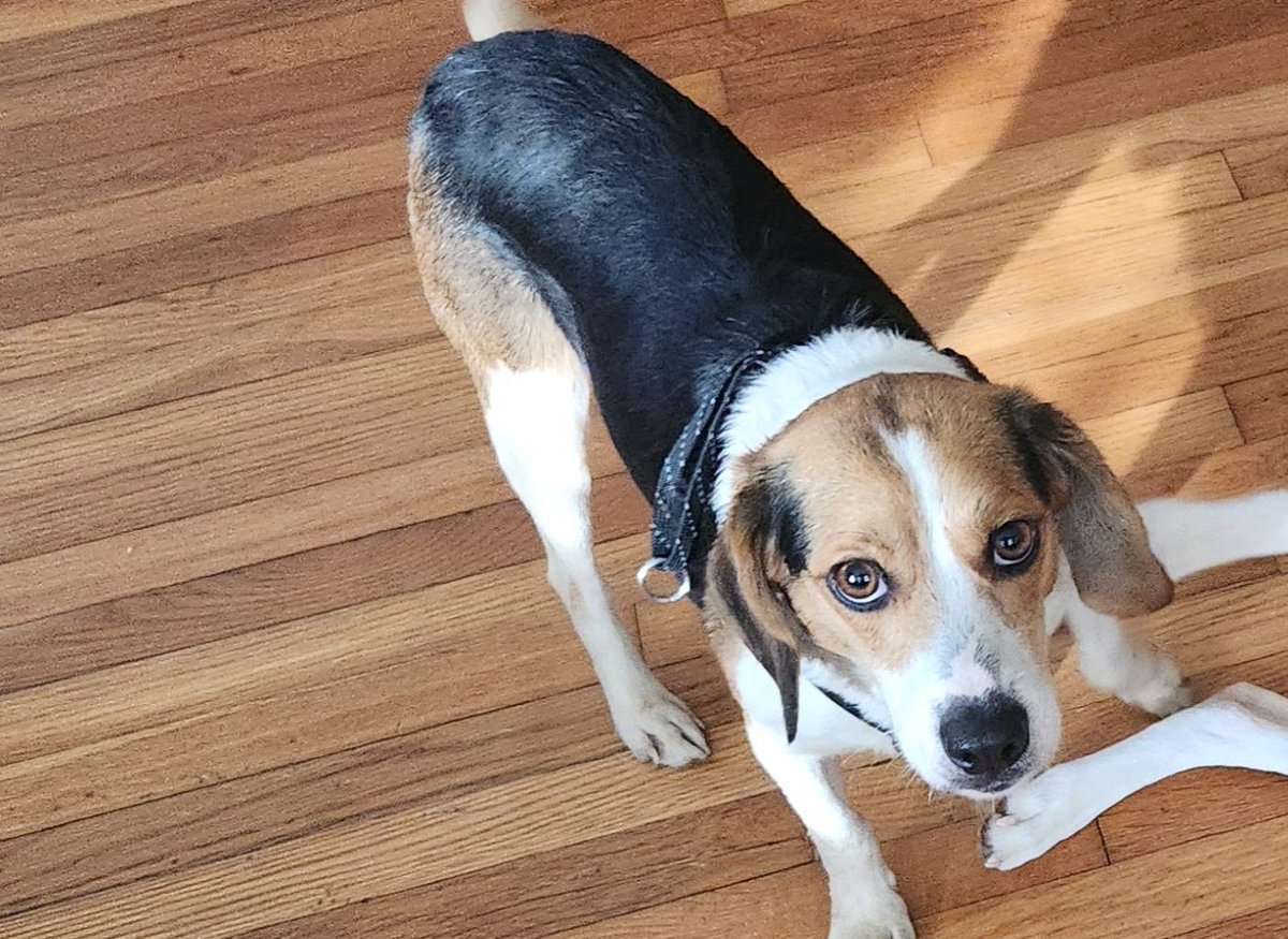 Adoptable #beagle of the day FROSTY tribeagles.org/product/frosty…