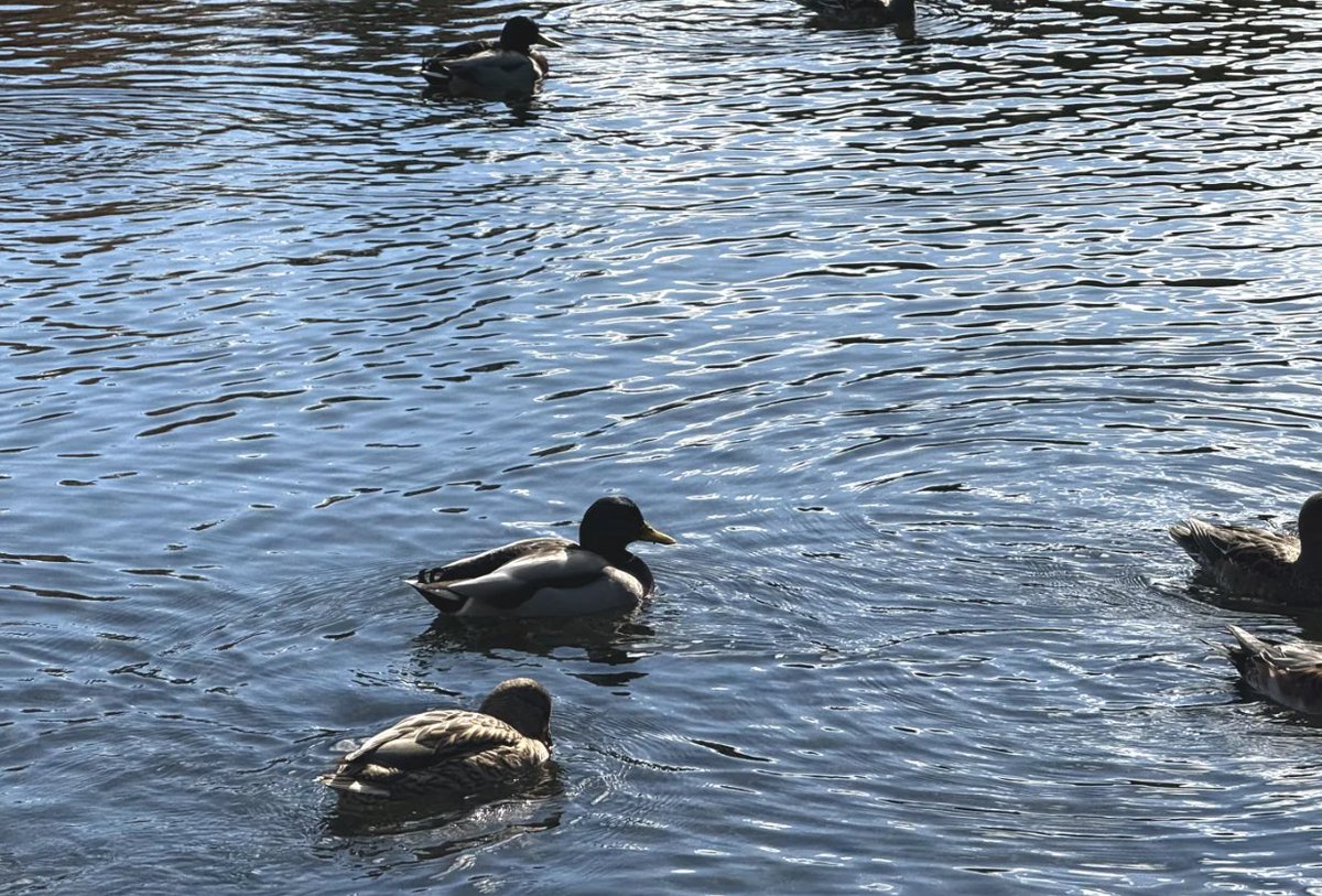 湖でゆったりと泳ぐカモたち。自然の美しさに癒されます 🦆✨
見事な鯉たちが泳ぐ清らかな小川。色とりどりで美しいですね 🐟🎨 #平和 #リラックス
