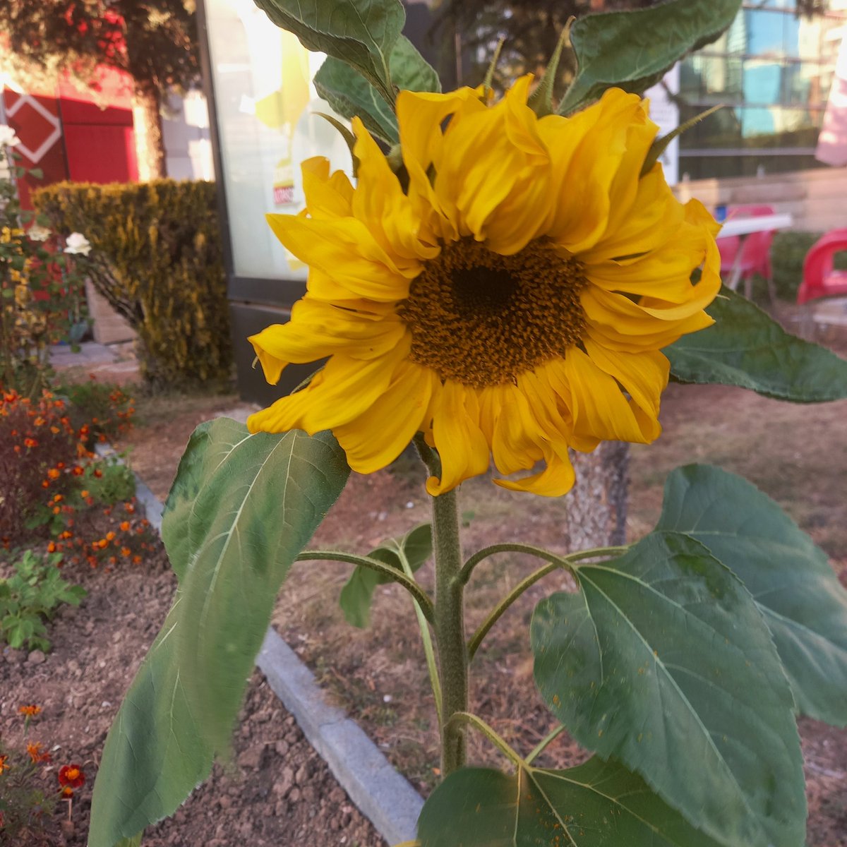 Blüte des Tages <a href="/sphericum/">sphericum</a>