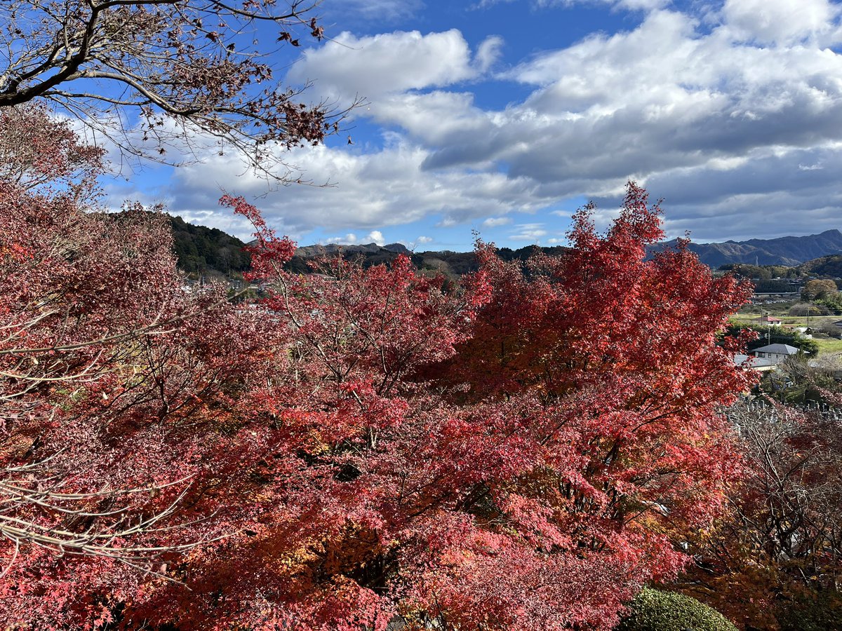 mstnosix's tweet image. 大子町の永源寺（もみじ寺）に来てます
紅葉がとても綺麗でした