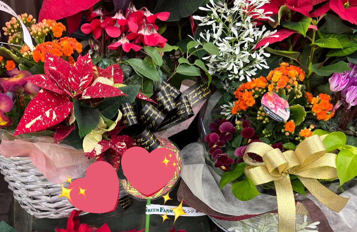 gftozuka's tweet photo. 鉢花アレンジバスケット💐🧺✨
冬のお花たちもとってもきれいです😊 https://t.co/1we3CVahuw