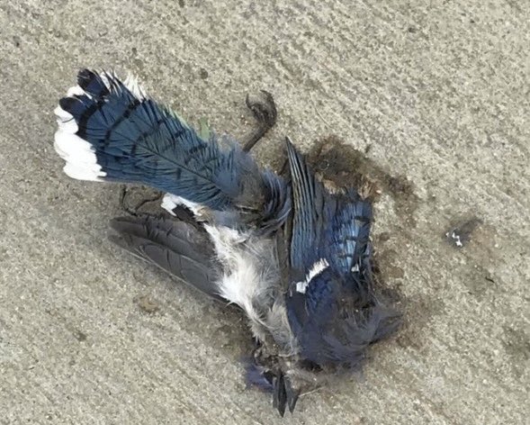 🔈🆂🆃🅴🅸🅽🆈🎤 (@steinytunes) on Twitter photo 