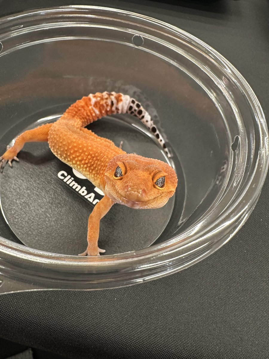 レオパフェス、OPENしましたᐠ( ᐛ )ᐟ

皆さんのご来場、お待ちしております✨️