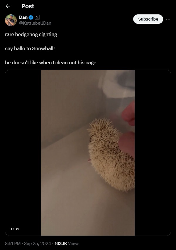 Bagofbread2's tweet photo. you mean to tell me the Sr. Manager of Data Analytics at X is suggesting his pet hedgehog #snowball be the companies official mascot?

i'm all for it https://t.co/TvG5UfuJjf