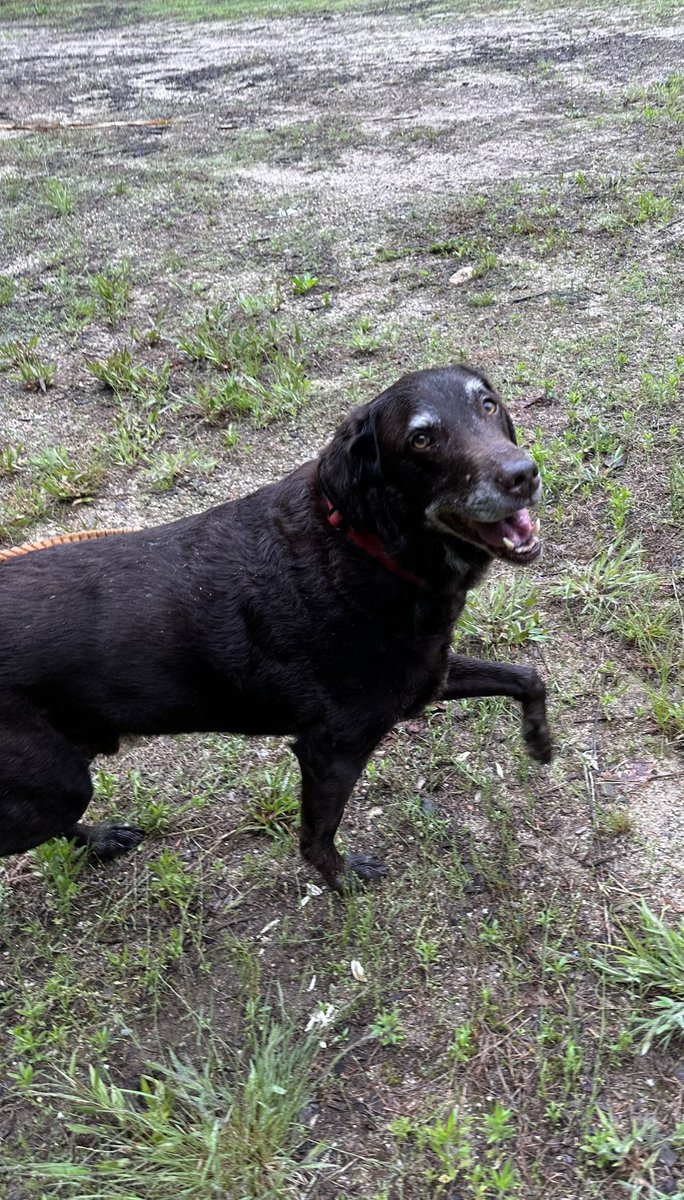 Tuckermanpaws's tweet photo. @JoJoFromJerz I lost my best friend back in May and think about him everyday. We have another lab puppy now, but it just created a place next to the hole in my heart. https://t.co/sR0N5GdDeW