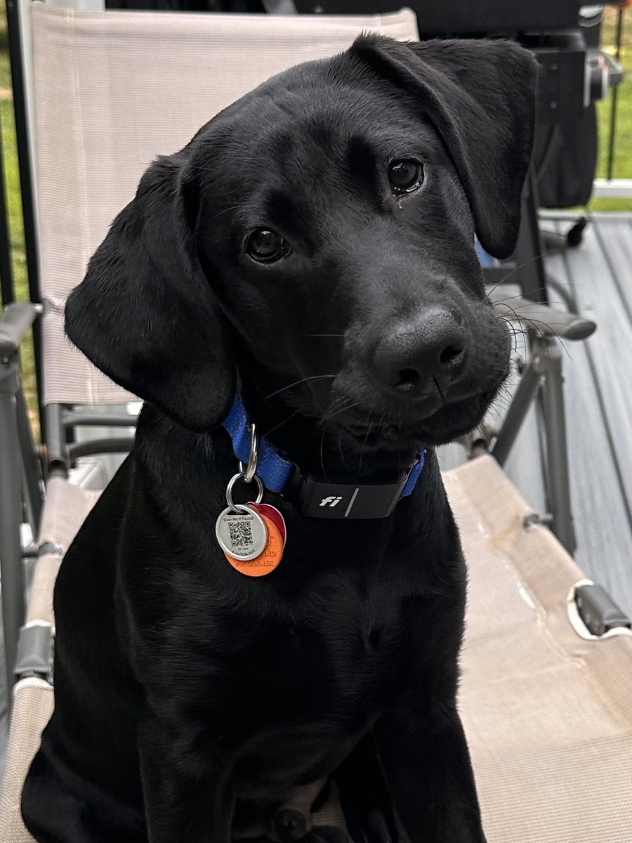 Tuckermanpaws's tweet photo. @JoJoFromJerz I lost my best friend back in May and think about him everyday. We have another lab puppy now, but it just created a place next to the hole in my heart. https://t.co/sR0N5GdDeW