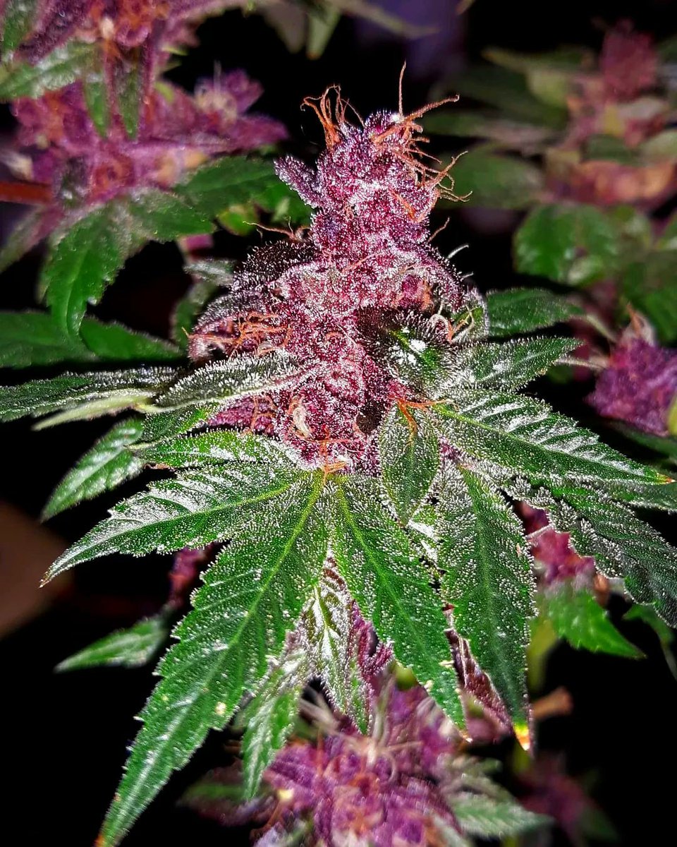 TyBudzGenetics's tweet photo. Who Likes Purple Weed!? 🙋‍♀️

GRAPE DISCIPLE 🍇🔥🍇🔥
Feminized Seeds Available ♀️ https://t.co/LemAMvdUs0