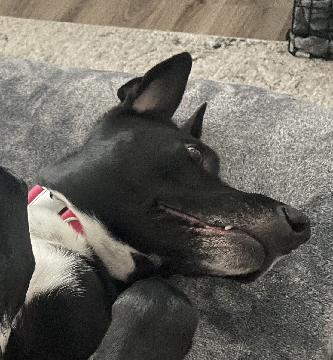 sexydaddymitch tweet media