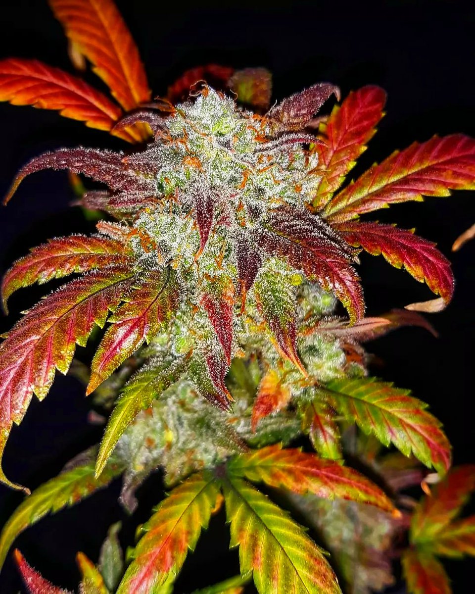 TyBudzGenetics's tweet photo. Got Autos?
We have you covered 💯🔥

-Red Velvet Skunk [Auto] 🍓🦨💨
Feminized Seeds Available ♀️ https://t.co/z5z8V7rqRN