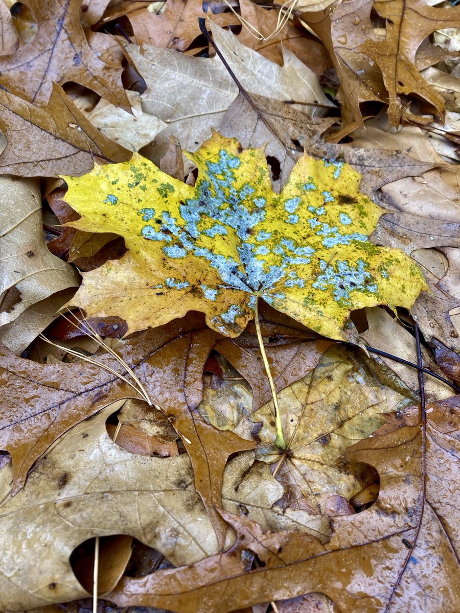 Michelle tweet media