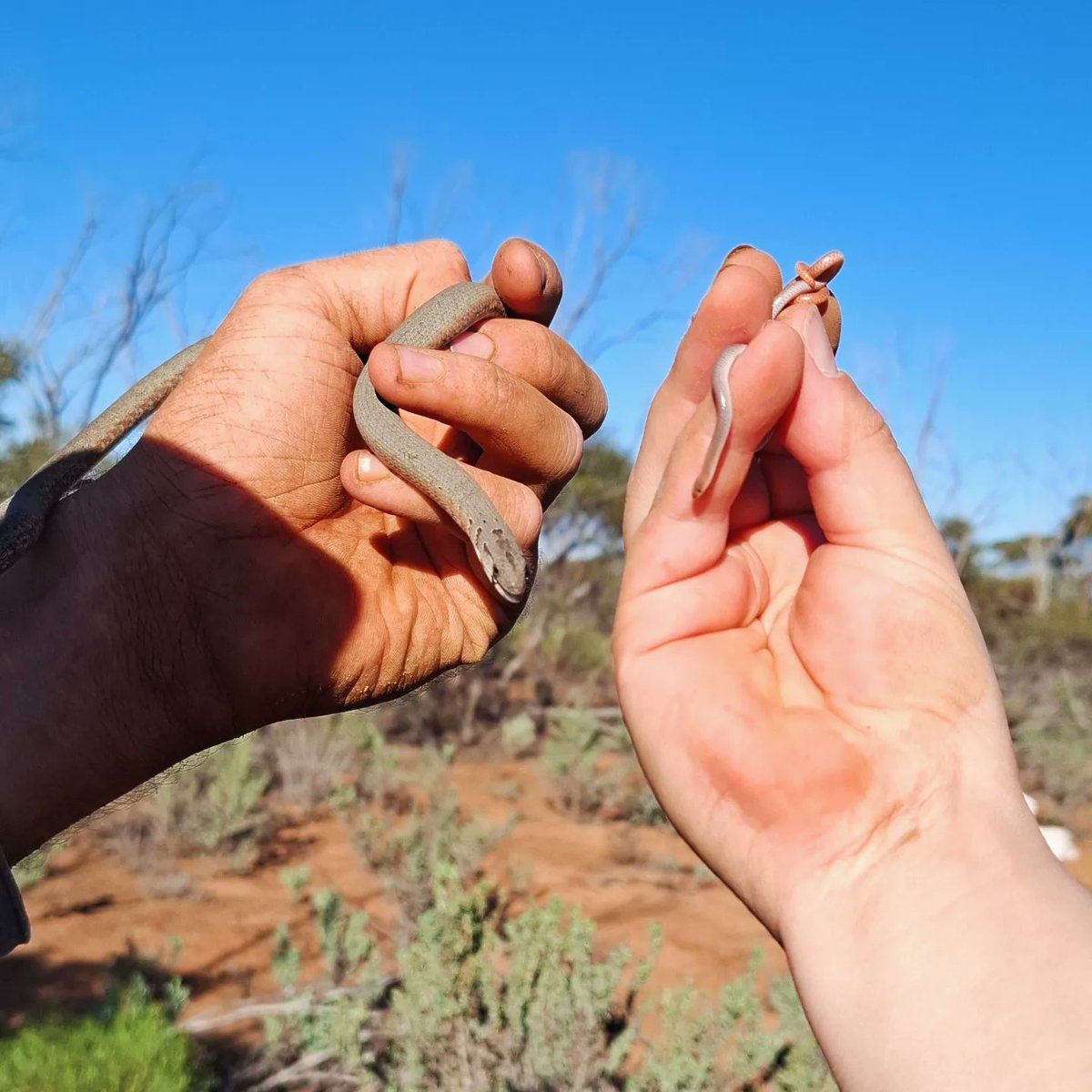 Dr Emily Scicluna ๐ (@drdunnart) on Twitter photo A couple gems of the #mallee. 
#spinytailedgecko #growlinggrassfrog #commonscalyfoot #redtailedwormlizard #coralsnake 
#snake #gecko #herpetology #WildOz #WomenInSTEM #fieldwork #ecology #science A couple gems of the #mallee. 
#spinytailedgecko #growlinggrassfrog #commonscalyfoot #redtailedwormlizard #coralsnake 
#snake #gecko #herpetology #WildOz #WomenInSTEM #fieldwork #ecology #science