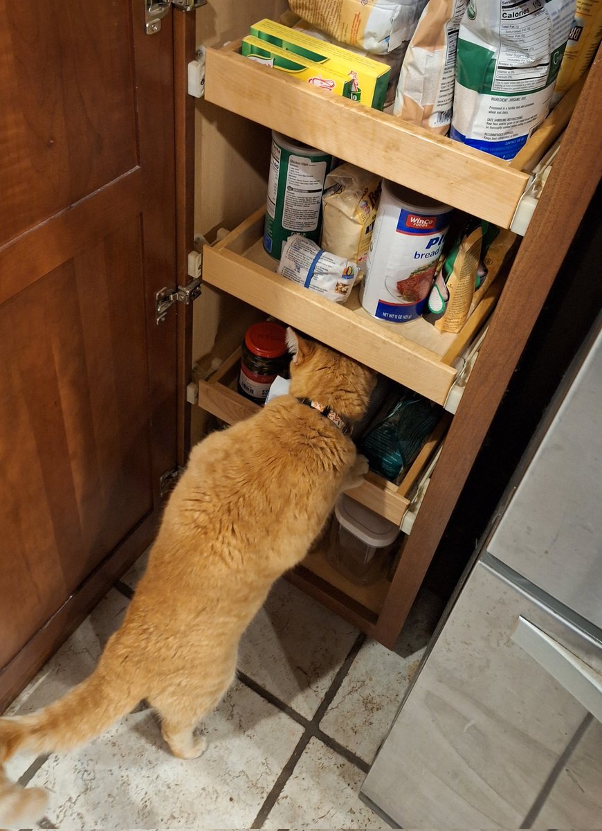There has to be cat treats in here somewhere!