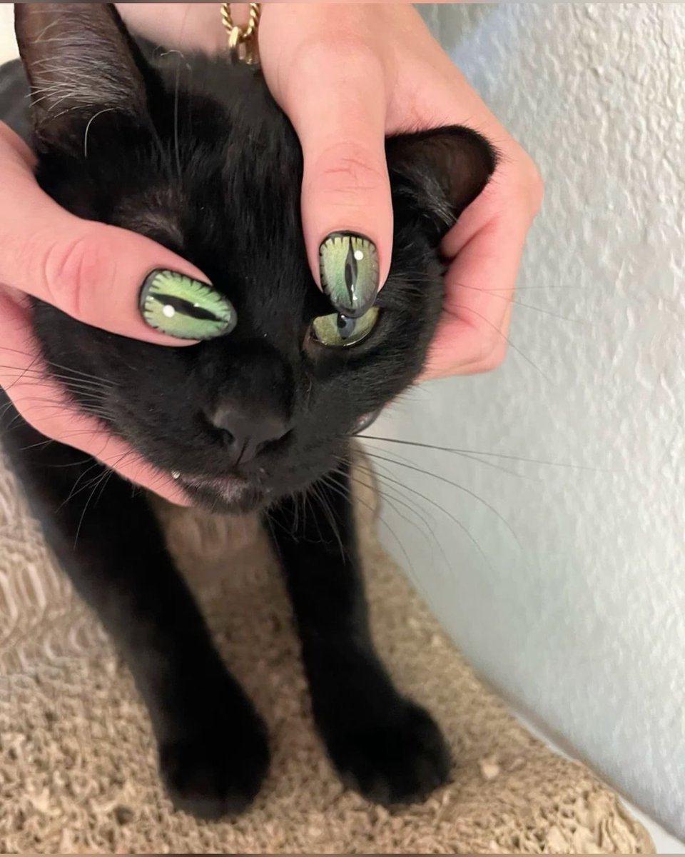 Punch Cat tweet media