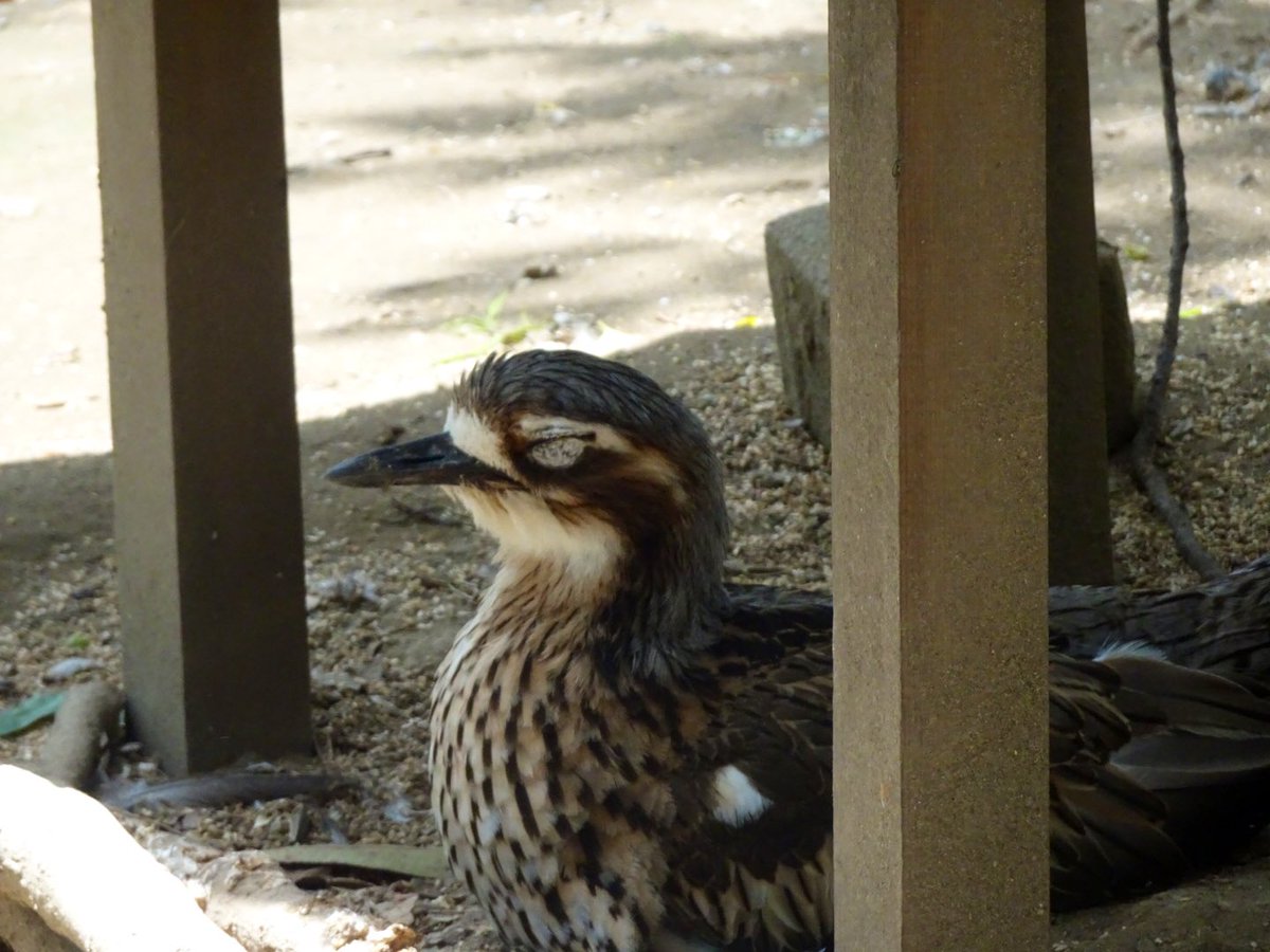 mimi36025982's tweet photo. また逢いにいくから待っててね🦜
(2023.5月撮影)
✨✨✨
#オーストラリアイシチドリ
#キャンベルタウン野鳥の森　🕊️ https://t.co/ehqO5VhVVf