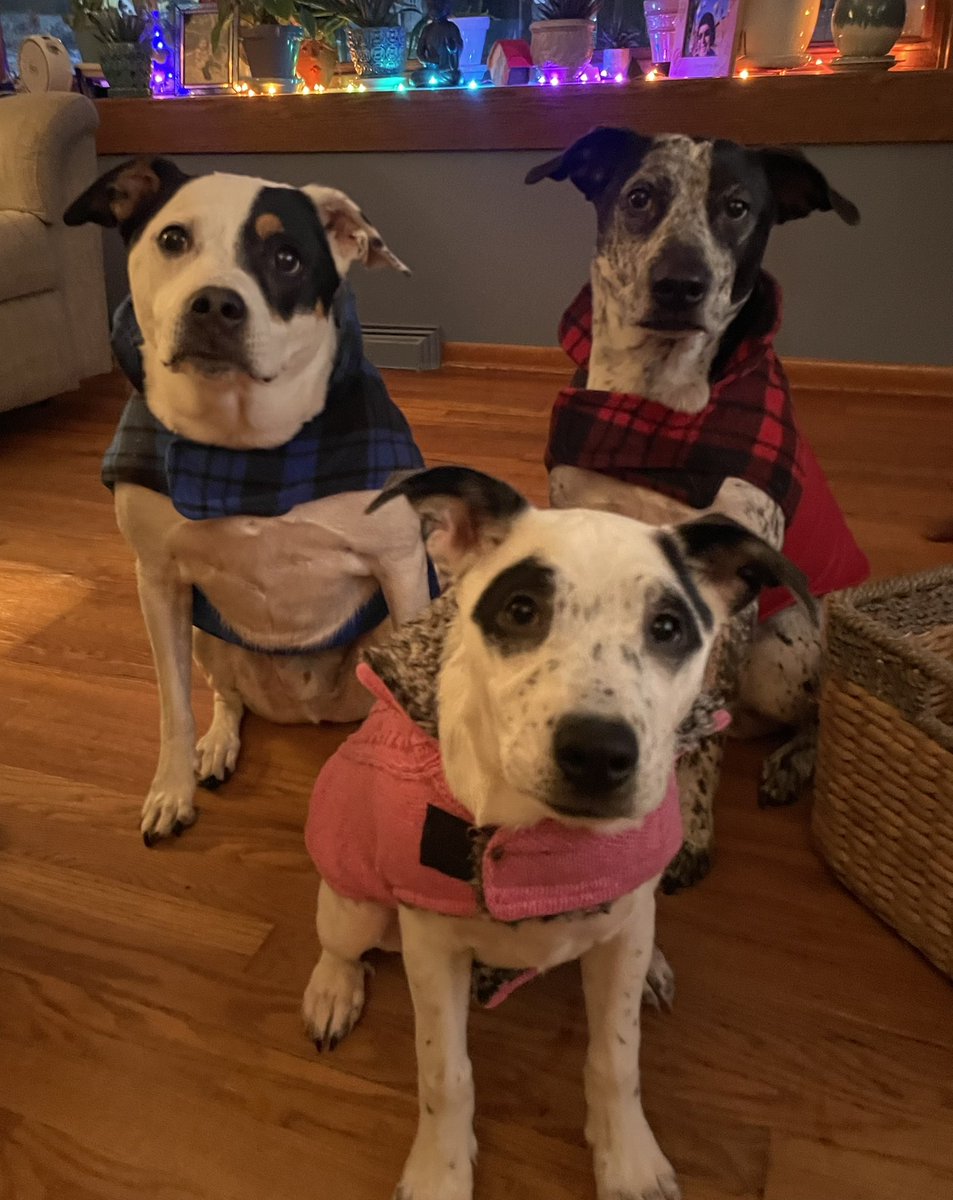 kkbears's tweet photo. @JoJoFromJerz Kobi, Bentli &amp; baby sister, Sheeba 🐶💙☃️ https://t.co/OHGVTYGbpS