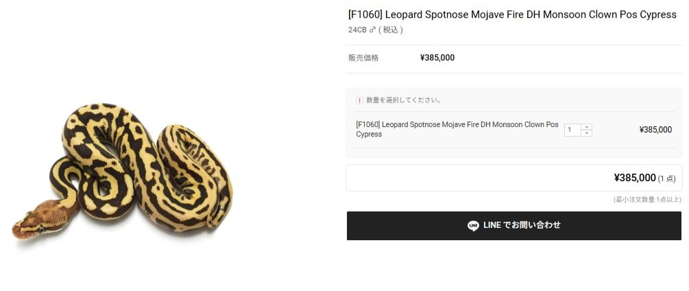 USSI_OSAKA's tweet photo. ファビュラスPick
今回のDROP目玉個体
F1121ブラックヘッドパイソン
今までアダルトはアップしたことありませんでしたが今回の1121は♀のアダルトで即戦力になりますのでおすすめです✨

F1060はMONSOON,CLOWNプロジェクトも可能な高コンボ個体です

お気軽にお問い合わせください😊↓
https://t.co/bHsvlfbEt2

生体リストはこちら↓
https://t.co/lzdFGB8Pav
youtubeチャンネル↓
https://t.co/5pWiaYTpRg

大阪府吹田市江坂町5-21-9,201号
爬虫類専門ショップUSSI

#爬虫類
#クレステッドゲッコー
#ジャイアントゲッコー
#ニシアフリカトカゲモドキ
#レオパードゲッコー
#ボールパイソン
#ガーゴイルゲッコー
#ブリーダーラック
#飼育ラック
#奇蟲
#タランチュラ
#サソリ