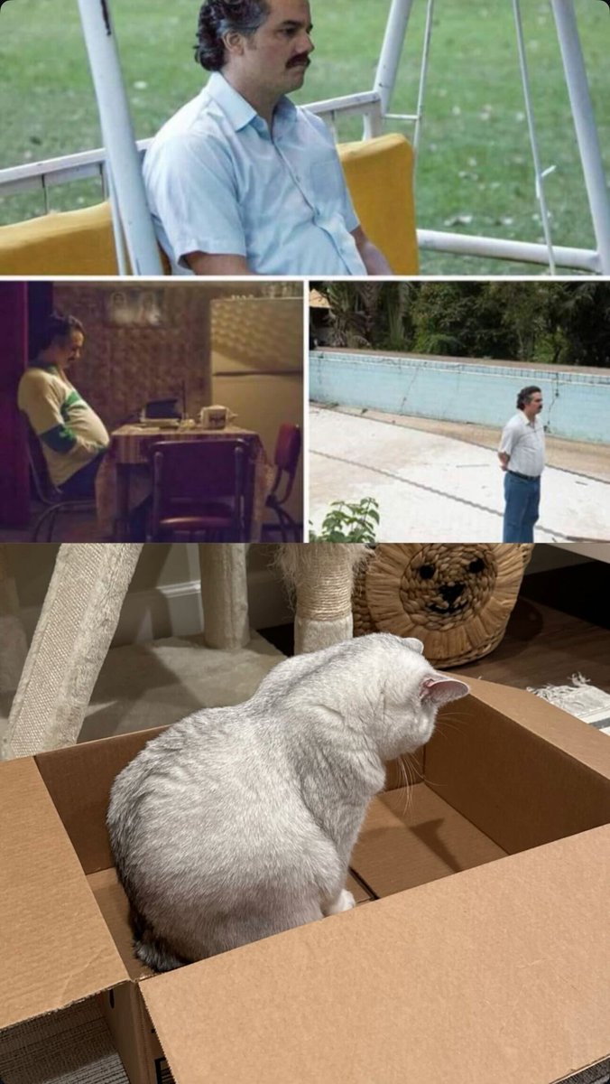 While sitting in the box, contemplating life and waiting for your human to remember that you are starving at last 🐈