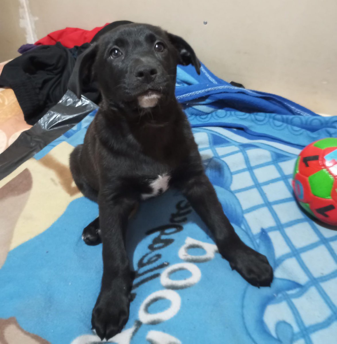 dannyze's tweet photo. Esta bella perrita fue rescatada por mi primo mientras era agredida por una persona en situación de calle. Contacto +56959778467. Si no puede adoptarla, ayúdenos a compartir. ¡Gracias! #AdoptaNoCompres RT https://t.co/dUWTE7n1L6