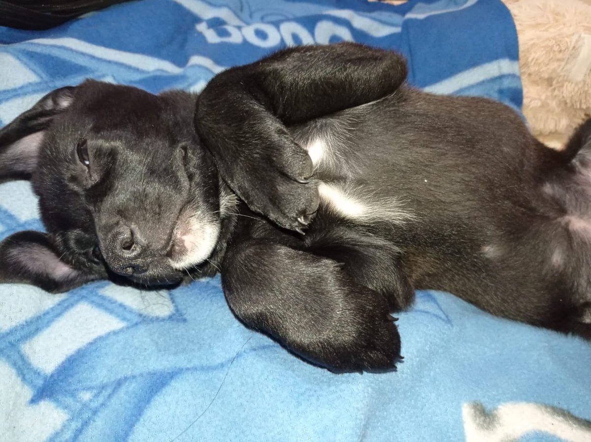 dannyze's tweet photo. Esta bella perrita fue rescatada por mi primo mientras era agredida por una persona en situación de calle. Contacto +56959778467. Si no puede adoptarla, ayúdenos a compartir. ¡Gracias! #AdoptaNoCompres RT https://t.co/dUWTE7n1L6