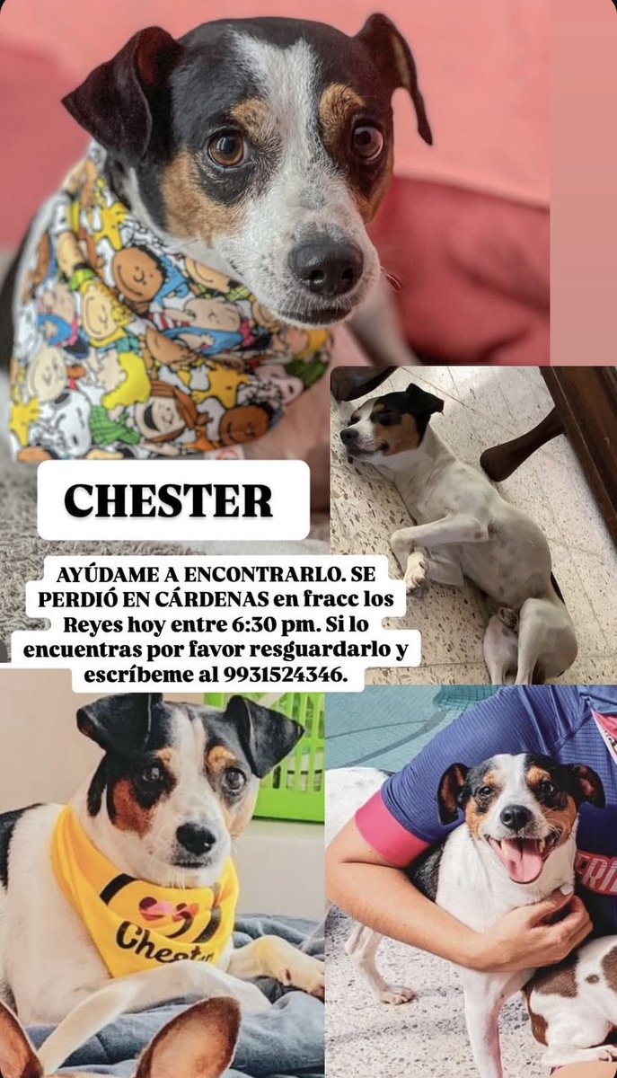 Cynthiaa_Rp's tweet photo. ‼️‼️Difundir por favor‼️‼️ se extravió en el Fracc los reyes en #Cardenas #Tabasco COMPARTIR https://t.co/KGX56AU8tS