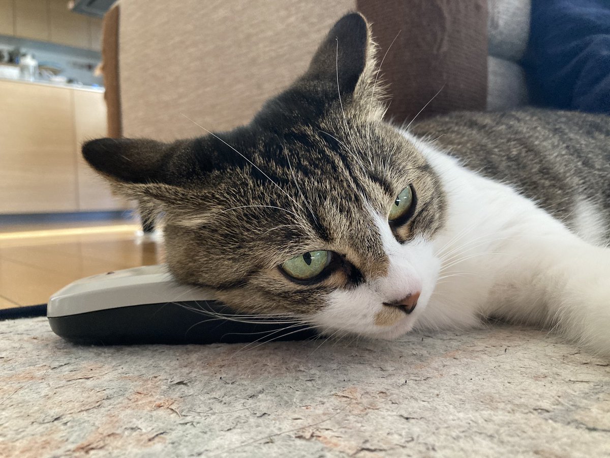 こたつの季節ですね。ねこはこたつのスイッチを枕にしています。