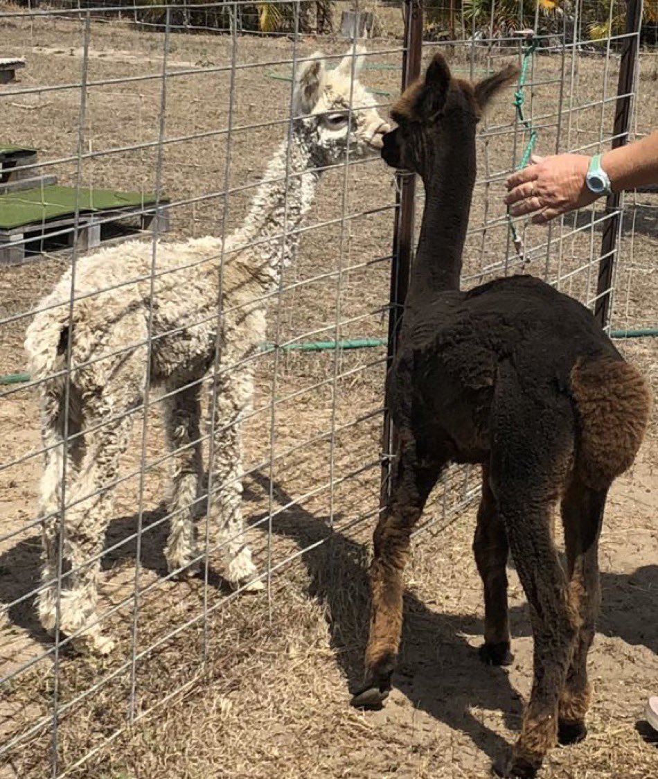 FeathersMcGee's tweet image. Alpaca factoids 😎🤘 baby or juvenile alpacas are called crias 🧐#AlpacaFactoids #Alpacastan #Crias