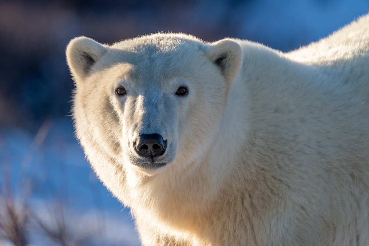 All that glitters is not gold... sometimes it's a 600kg polar bear!