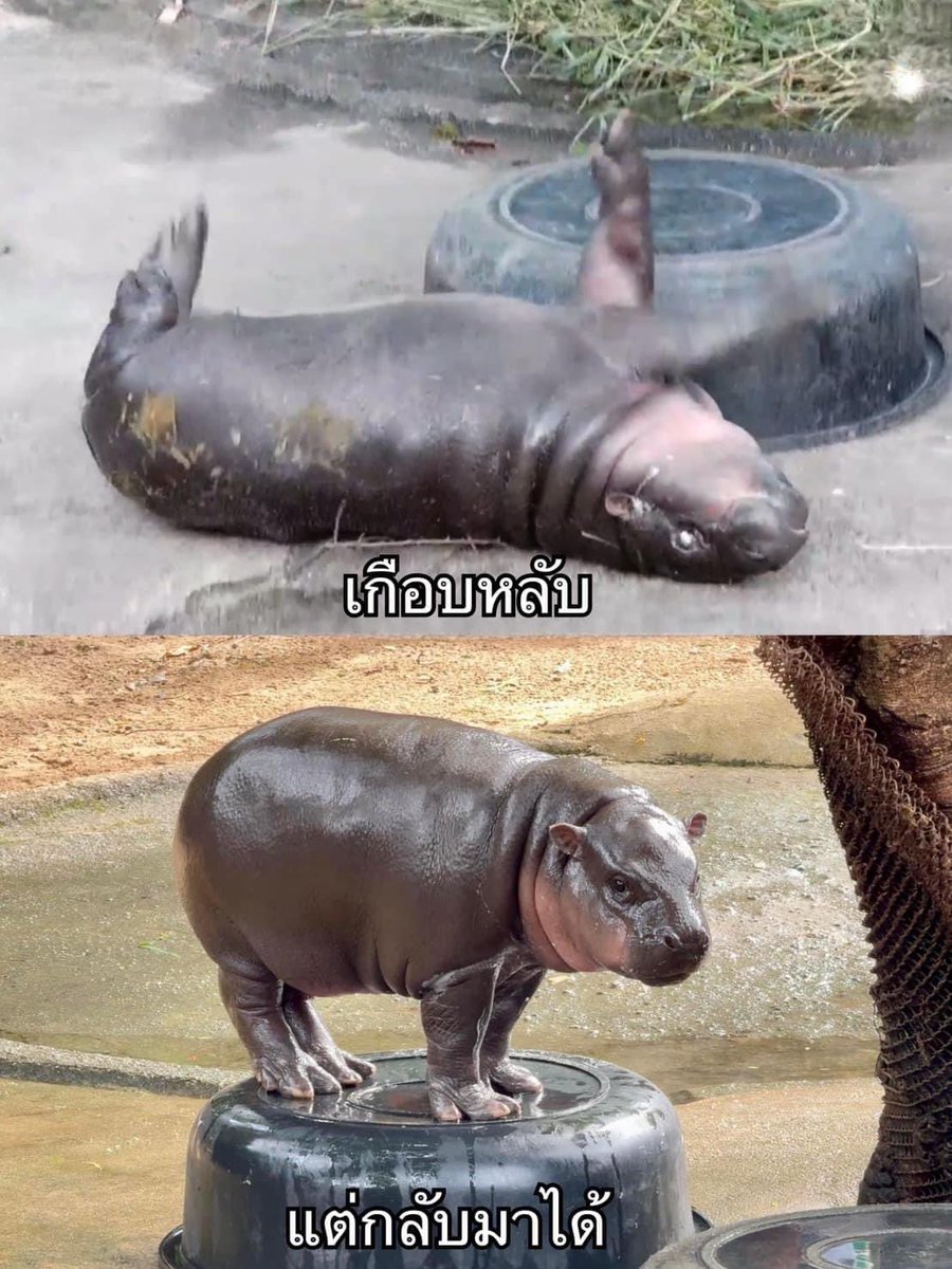 and_khamoo's tweet photo. เพราะว่าหนูคือหมูเด้งไงคะ

#hippo #PygmyHippo #ขาหมูแอนด์เดอะแก๊ง #หมูเด้งจะเด้งกี่โมง #Moodeng #พี่ขาหมู #สวนสัตว์แปลกเขาเขียว https://t.co/9Oym6aQhas