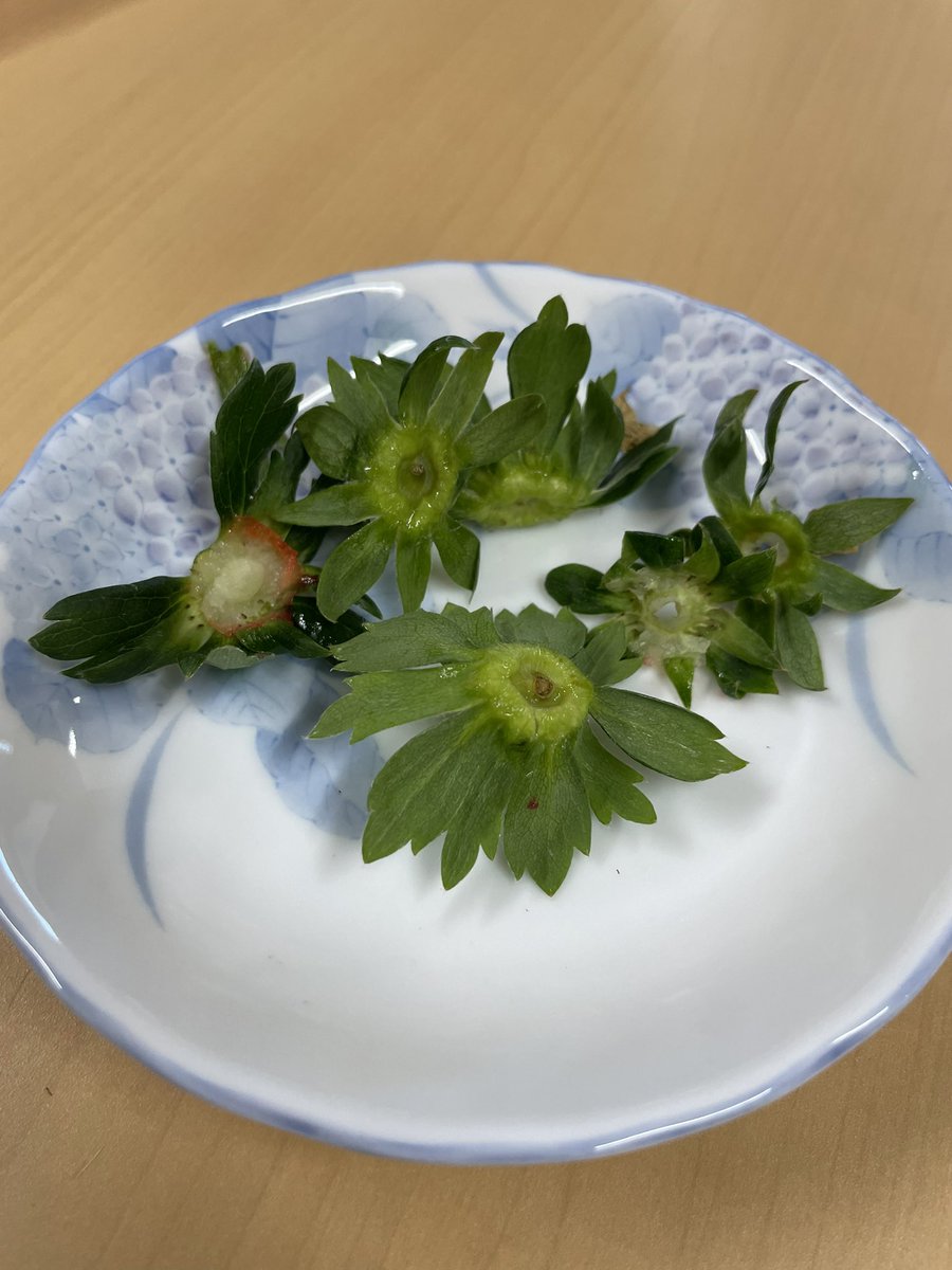 prmiharashifarm's tweet photo. いずれも甲乙付け難く…

美味しゅうございました https://t.co/8sgiSbiNM5