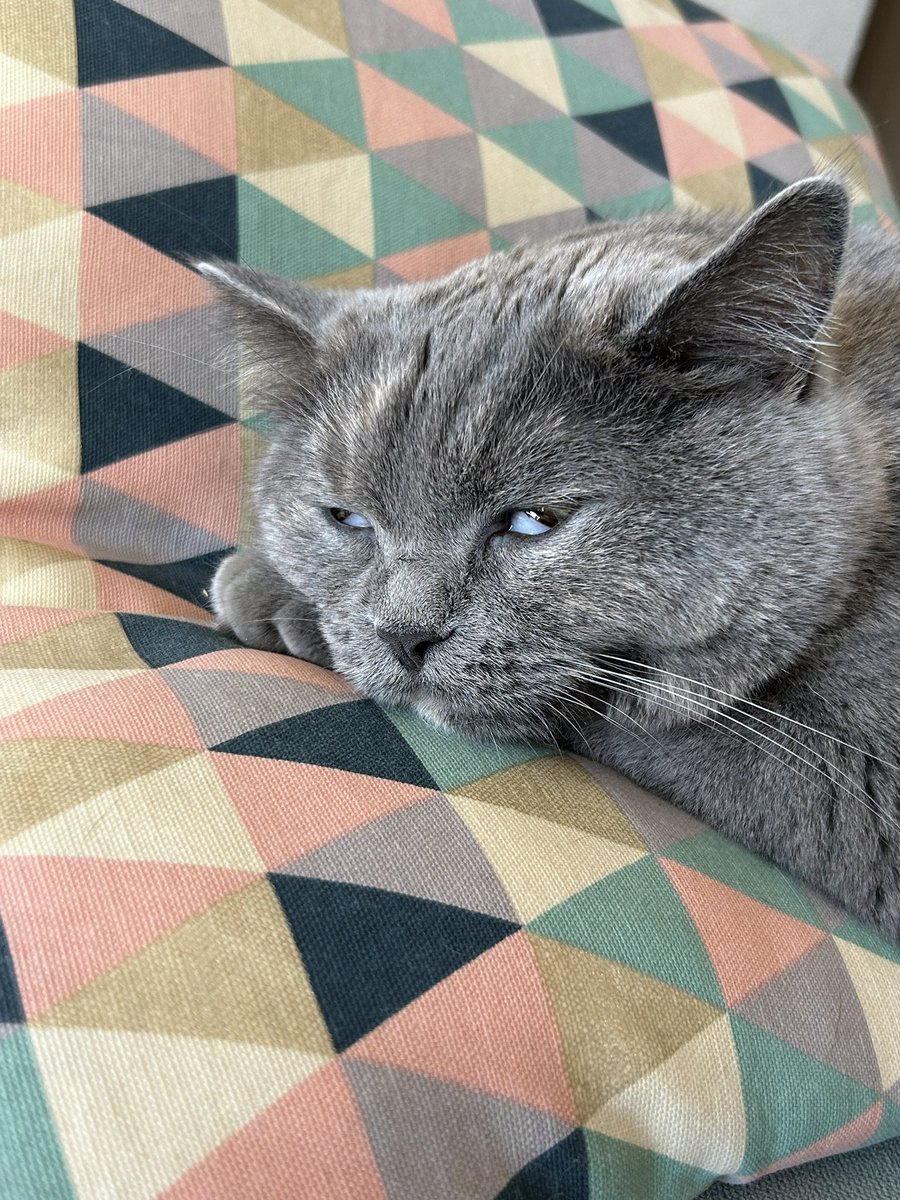 yui1987_'s tweet photo. この顔たまらん🤣🤣🤣

#猫のいる暮らし https://t.co/Gpbg5bi51f