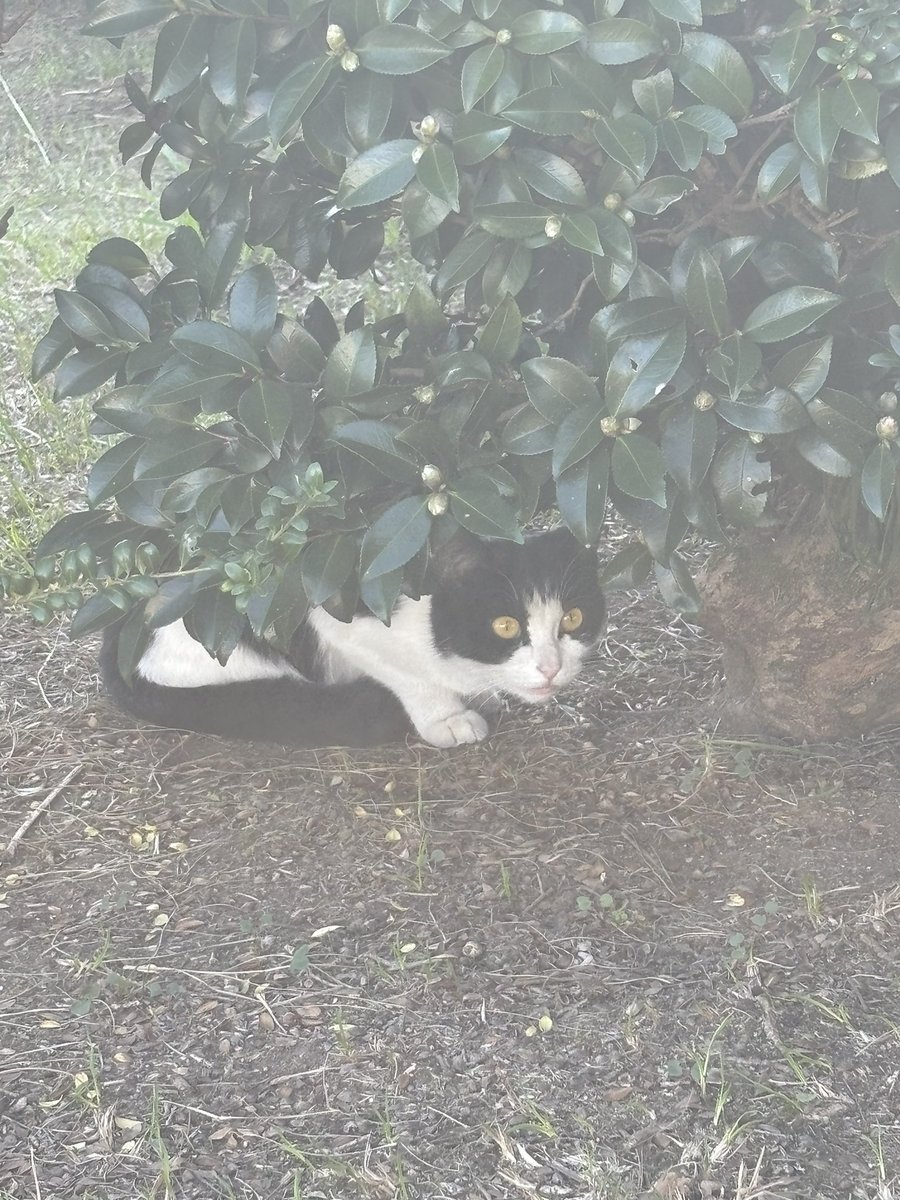 saraba_ryoko's tweet image. 都城に着いたら専務が🐈‍⬛
#ステゴロツアー
#さらば青春の光