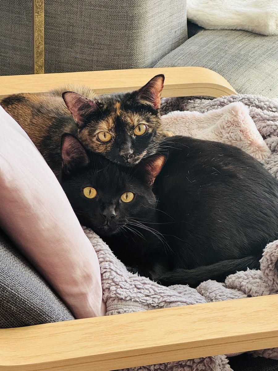 nicole_pirog's tweet photo. @PickliciousF Toast and Marmite get spoilt, that’s a hot water bottle under them #slavetomycats https://t.co/KzfKD8kwCW