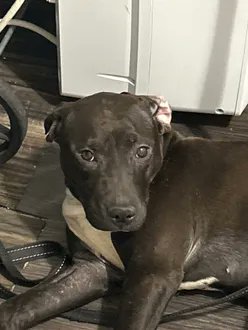 AZMODEUS IS MISSING IN THE BRONX: last seen at Bathgate and Washington, she's 23 pounds and chipped: 985113009356595. If you've seen or found her please call 888-466-3242 and PLEASE RT AZMODEUS!