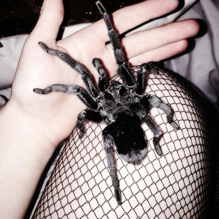 do you guys want to meet my pet tarantula clementine?
she's a little gay but that's okay 

//spider/tarantula