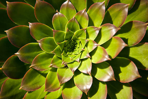 krupaba_pa67368's tweet image. November 23 is celebrated as #Fibonacciday to honors mathematicians #Leonardo.A Fibonacci sequence is a series of numbers where a number is the sum of the 2 numbers before it.oneof the beauties of the #Fibonaccisequence is that the series is evident all over the #naturalworld
