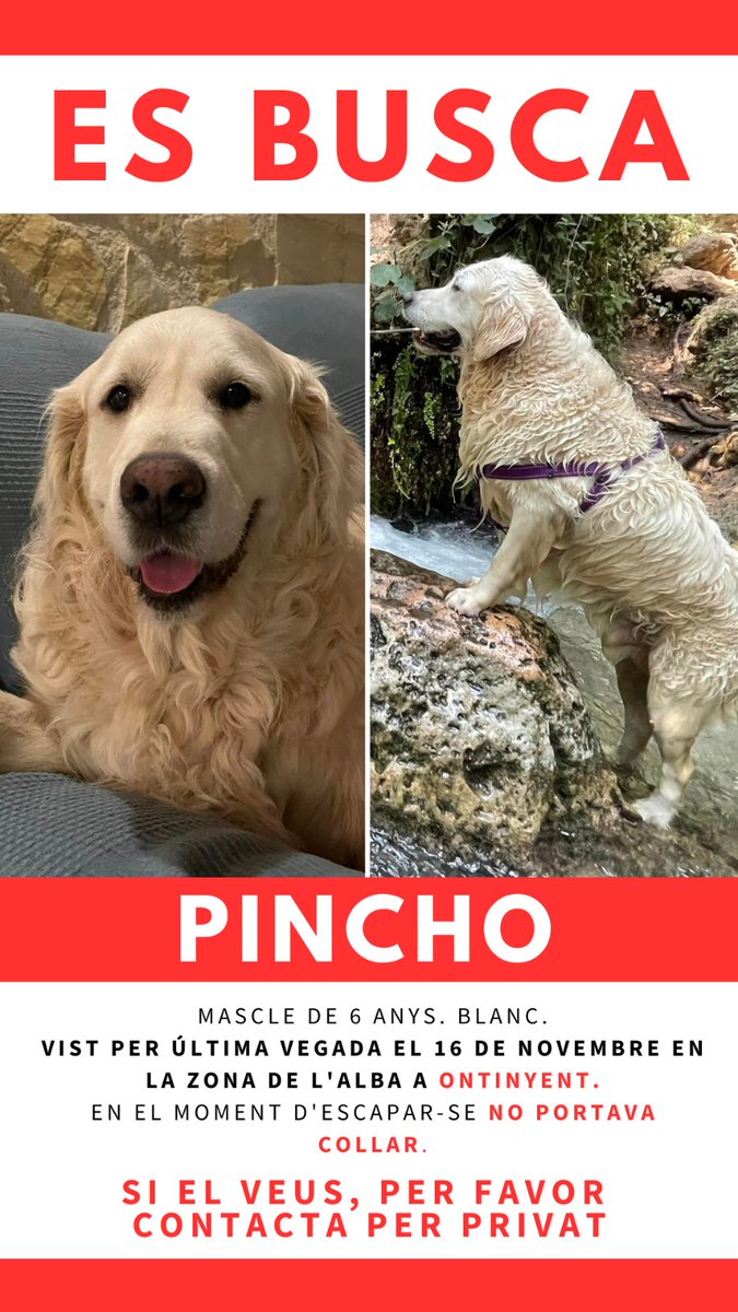Continuem buscant a Pincho per Ontinyent. Si el veeu, per favor, no el deixeu anar. Crideu a la Policia Local.