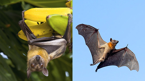 Bantu Languages tweet media