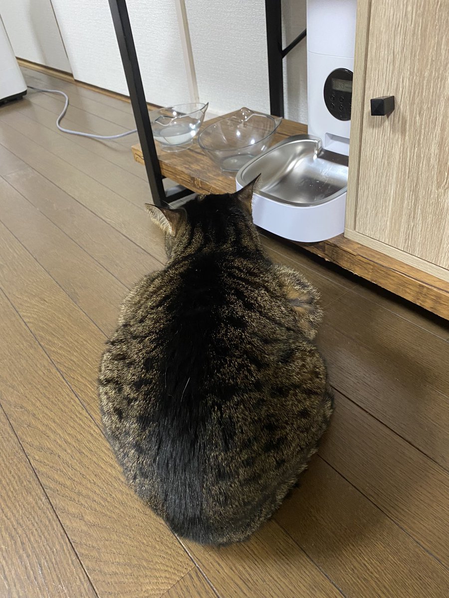 yukichi_ch's tweet photo. ご飯が足りなかった てんちゃん https://t.co/DBCTVvPxgv