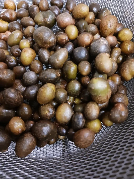 生け垣のムカゴでムカゴご飯。秋です。 